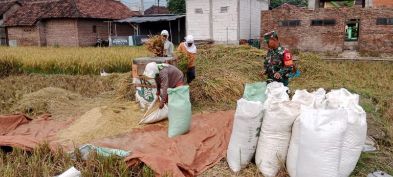Babinsa Dampingi Warga Panen Padi