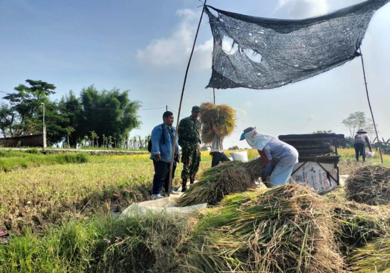 Babinsa Dampingi Tim Bulog dalam Rangka Penyerapan Gabah Petani