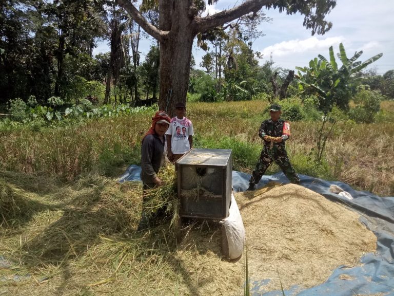 Babinsa Sukorejo Semangat Dampingi Serab Gabah