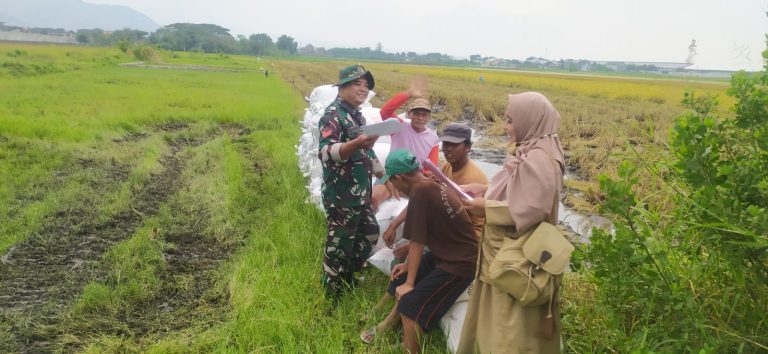 Sinergitas TNI, Dinas Pertanian, dan Bulog Percepat Penyerapan Gabah Dalam Negeri 2025