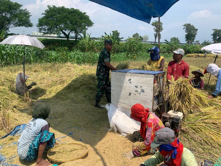 Babinsa Dan PPL Dampingi Bulog Sergab Panen Petani