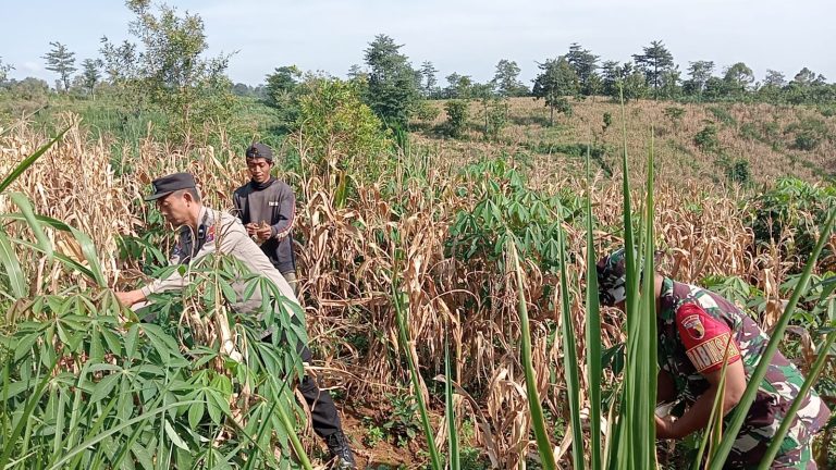 Panen Raya Jagung di Lahan Perhutani, Bhabinkamtibmas Jadi Motor Ketahanan Pangan di Banjarimbo