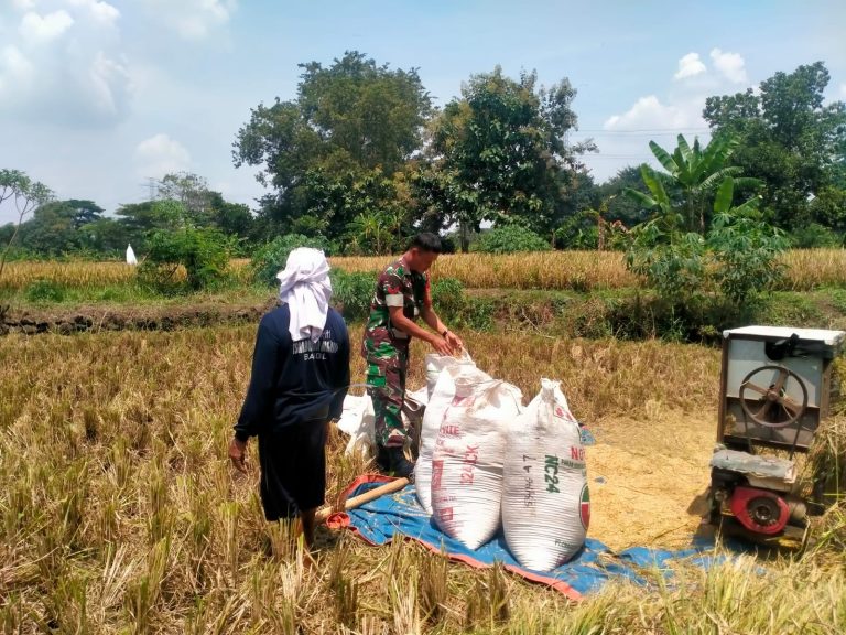 Babinsa Desa Sebani Dampingi Penyerapan Gabah oleh Bulog di Dusun Clumprit