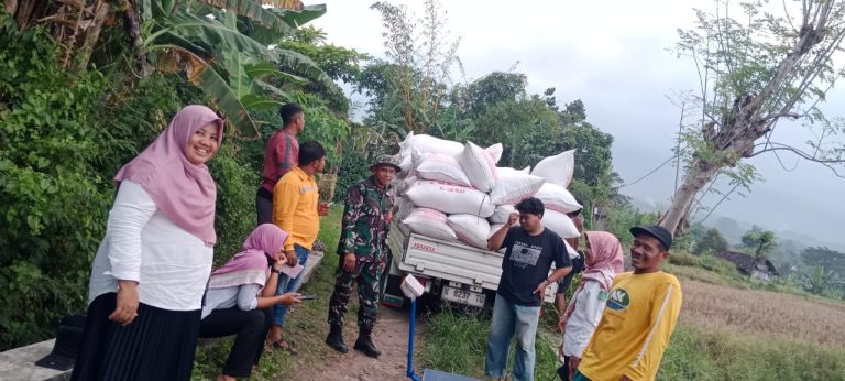 Babinsa Karangrejo Dampingi Kegiatan Panen dan Penyerapan Gabah untuk Dukung Ketahanan Pangan