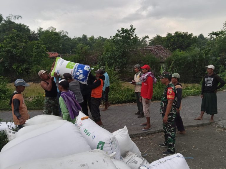 Babinsa Ramil 0819-03/Kraton Dampingi Petani dalam Serap Gabah di Desa Bendungan
