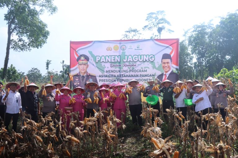 Program Ketahanan Pangan Berjalan Baik, Polres Pasuruan Panen Jagung di Purwodadi