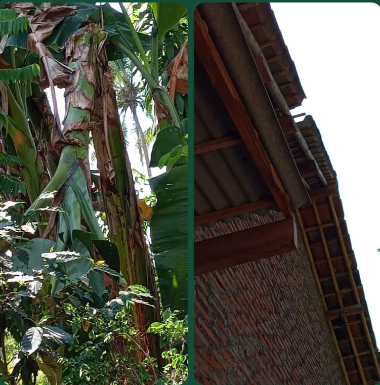 Akibat Motong Pohon Pisang Yang arogan, Akhirnya Berujung Pengrusakan Kabel Wifi