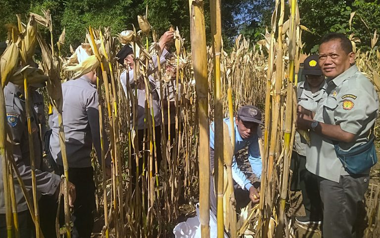 Panen Jagung, Polresta Malang Kota Perkuat Ketahanan Pangan Bersama Petani Kedungkandang