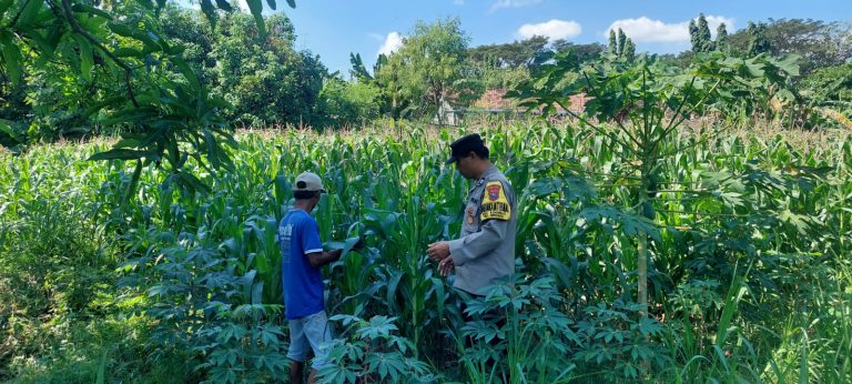 Bhabinkamtibmas Sonorejo Intensifkan Pendampingan Petani Jagung, Dukung Program Swasembada Pangan Nasional