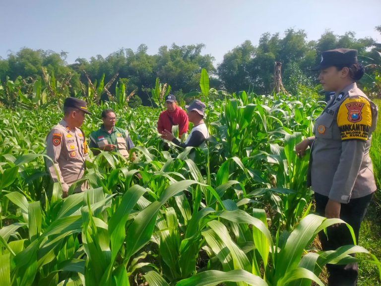 Kapolsek Kunjang Bersama BKTM Cek Langsung Ketahanan Pangan di Desa Balongjeruk